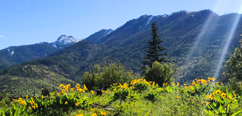 Tree-covered hills with yellow flowers in the foreground